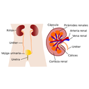 Partes do aparello excretor