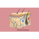 glándulas sudoríparas