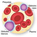 Plasma e células sanguíneas