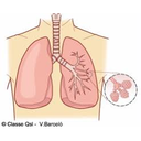 Os pulmóns e o intercambio gasoso