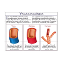 Tipos de vasos sanguíneos