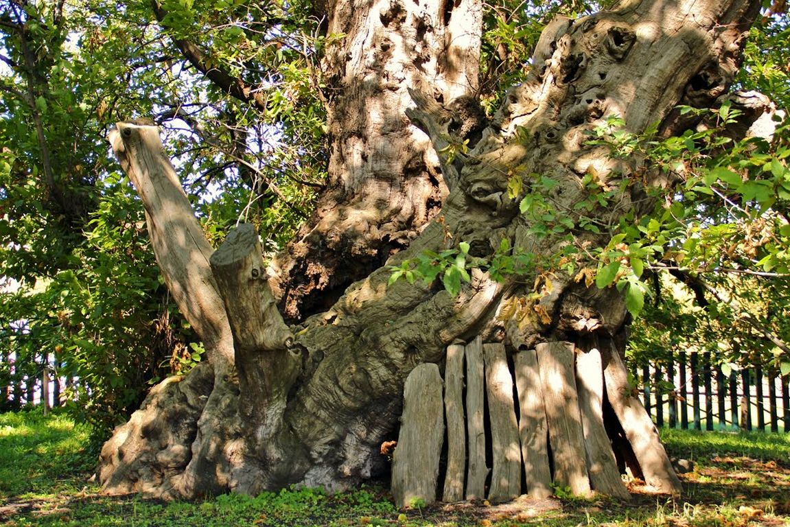 Castiñeiro "dos cen cabalos"