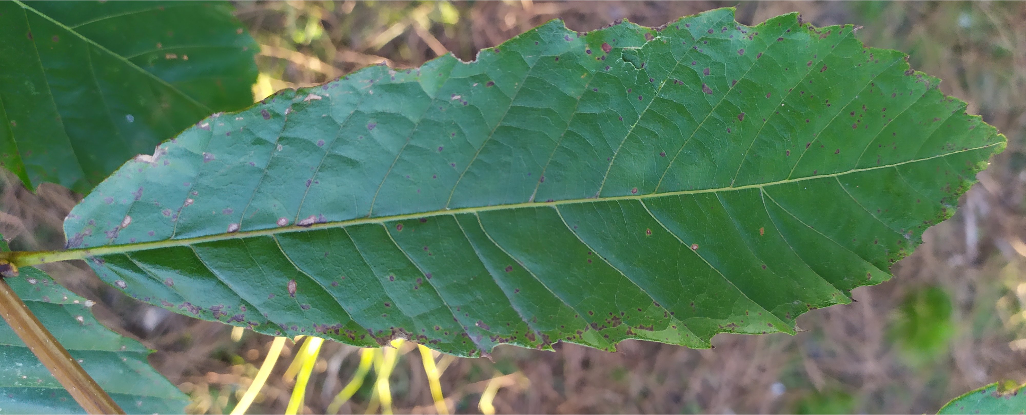 Folla do castiñeiro