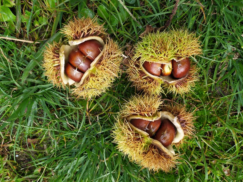 Ourizos coas castañas