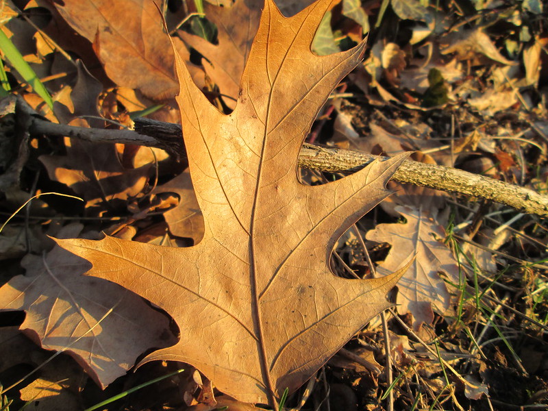  QuercuAndreas Rockstein