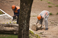 Fotografía de unos operarios podando unos árboles.