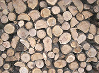 Fotografía de troncos cortados de madera.