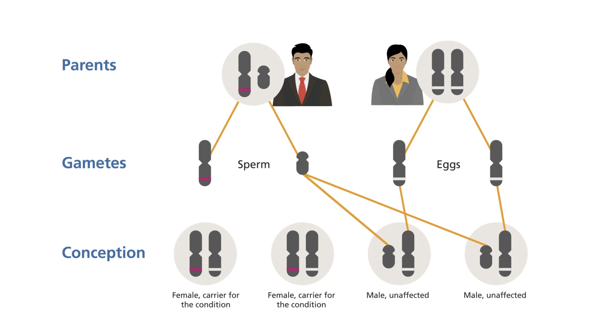 Enfermidades ligadas ó sexo