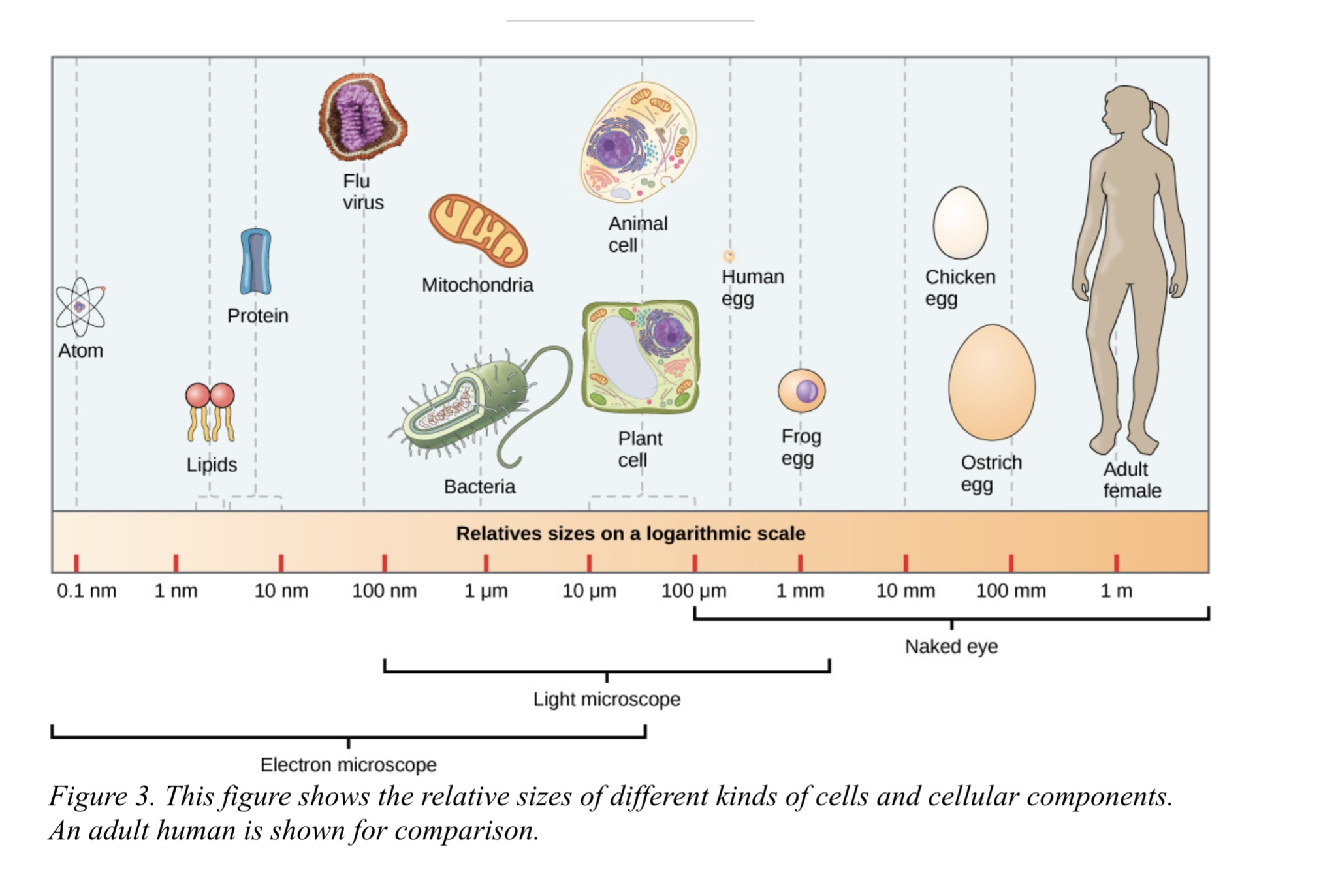 Células : comparación