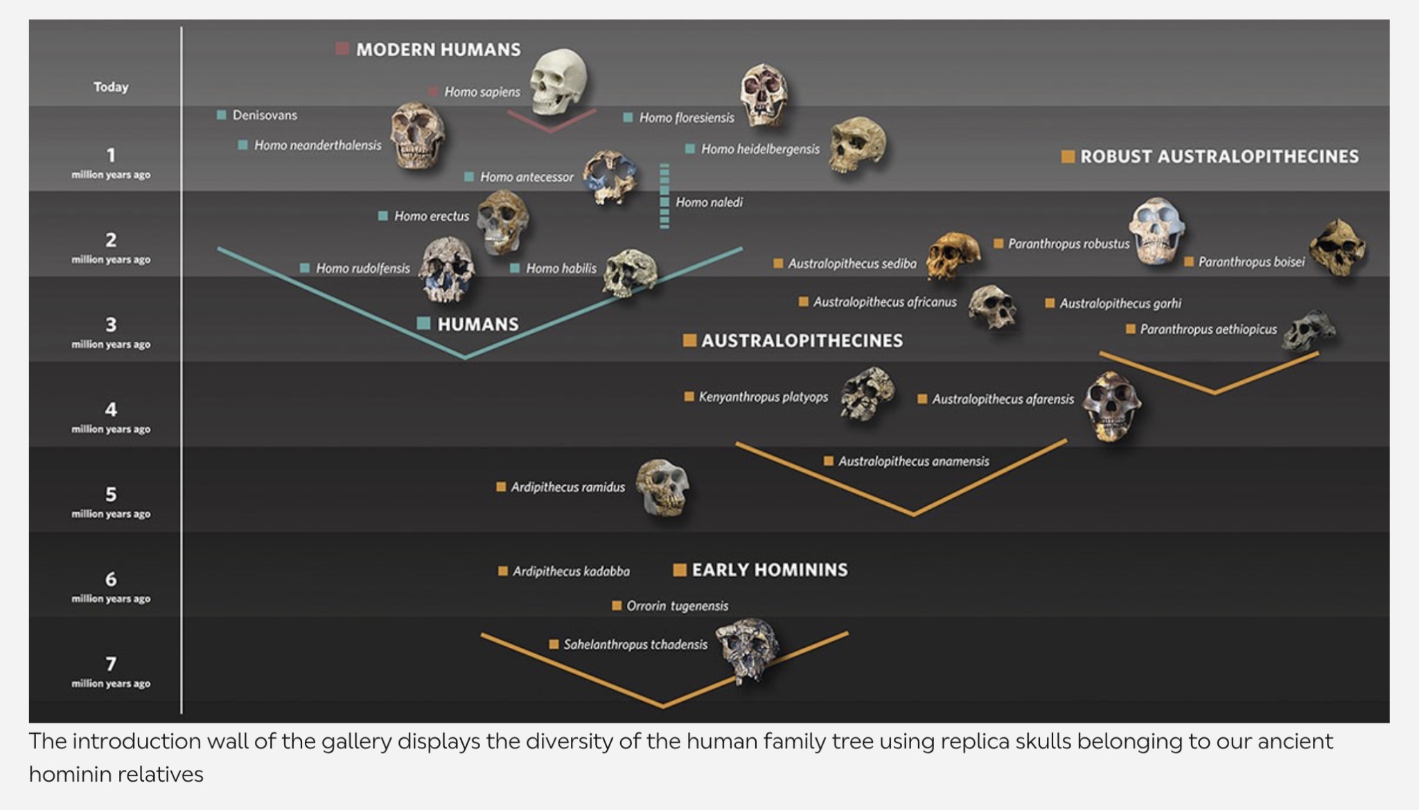 Evolution humana