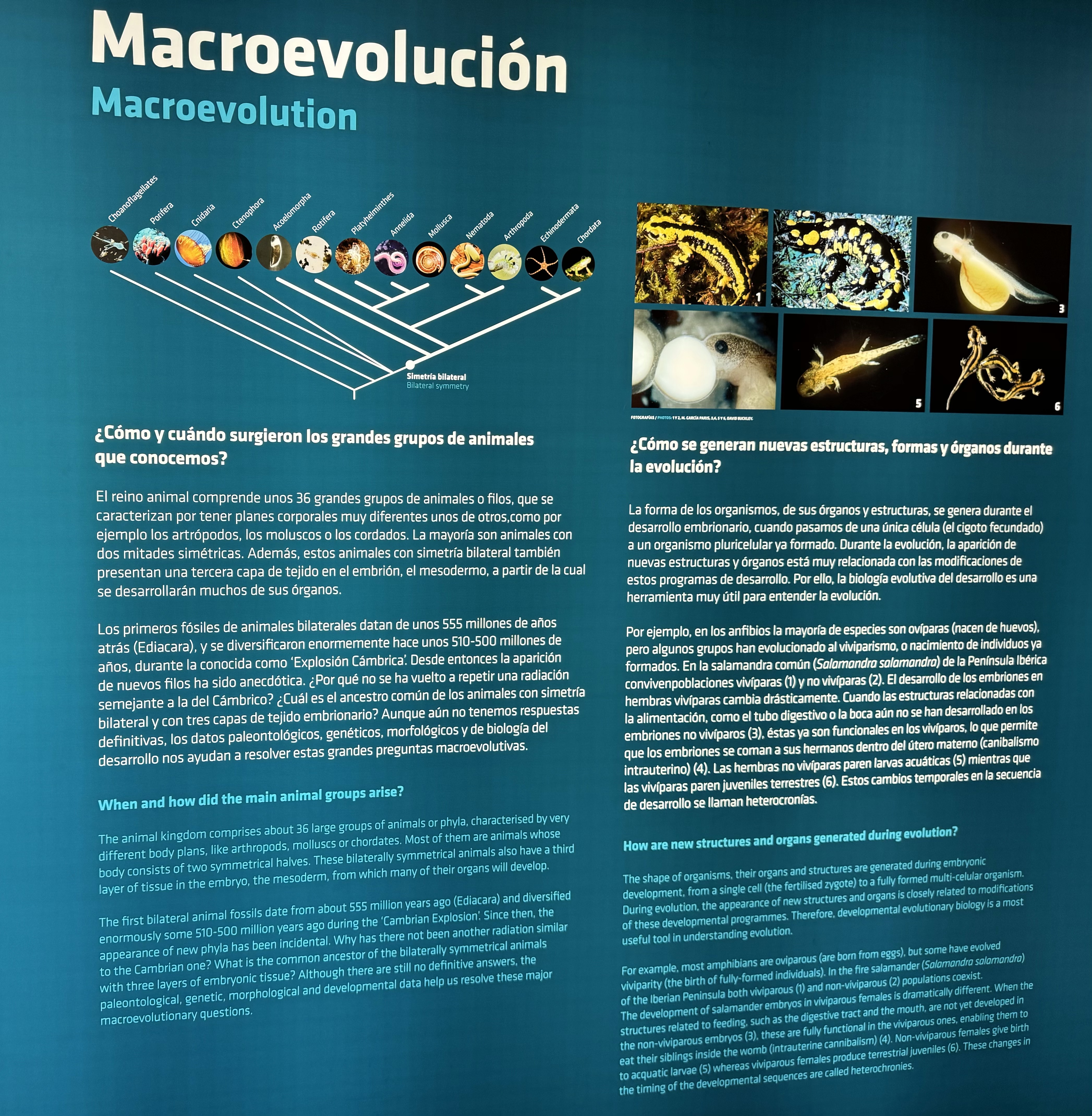 MACROEVOLUCIÓN