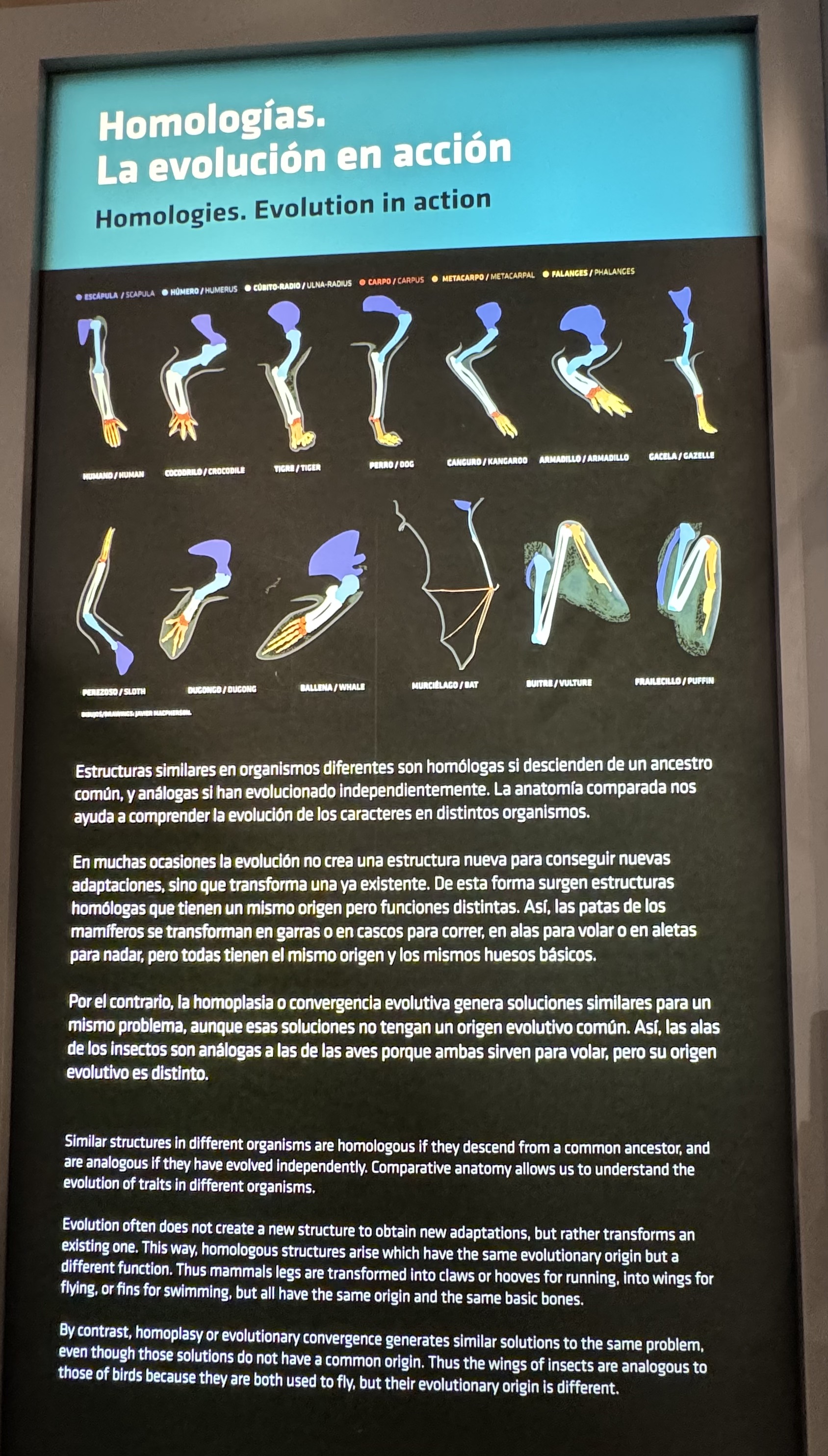 Órganos homólogos vs análogos