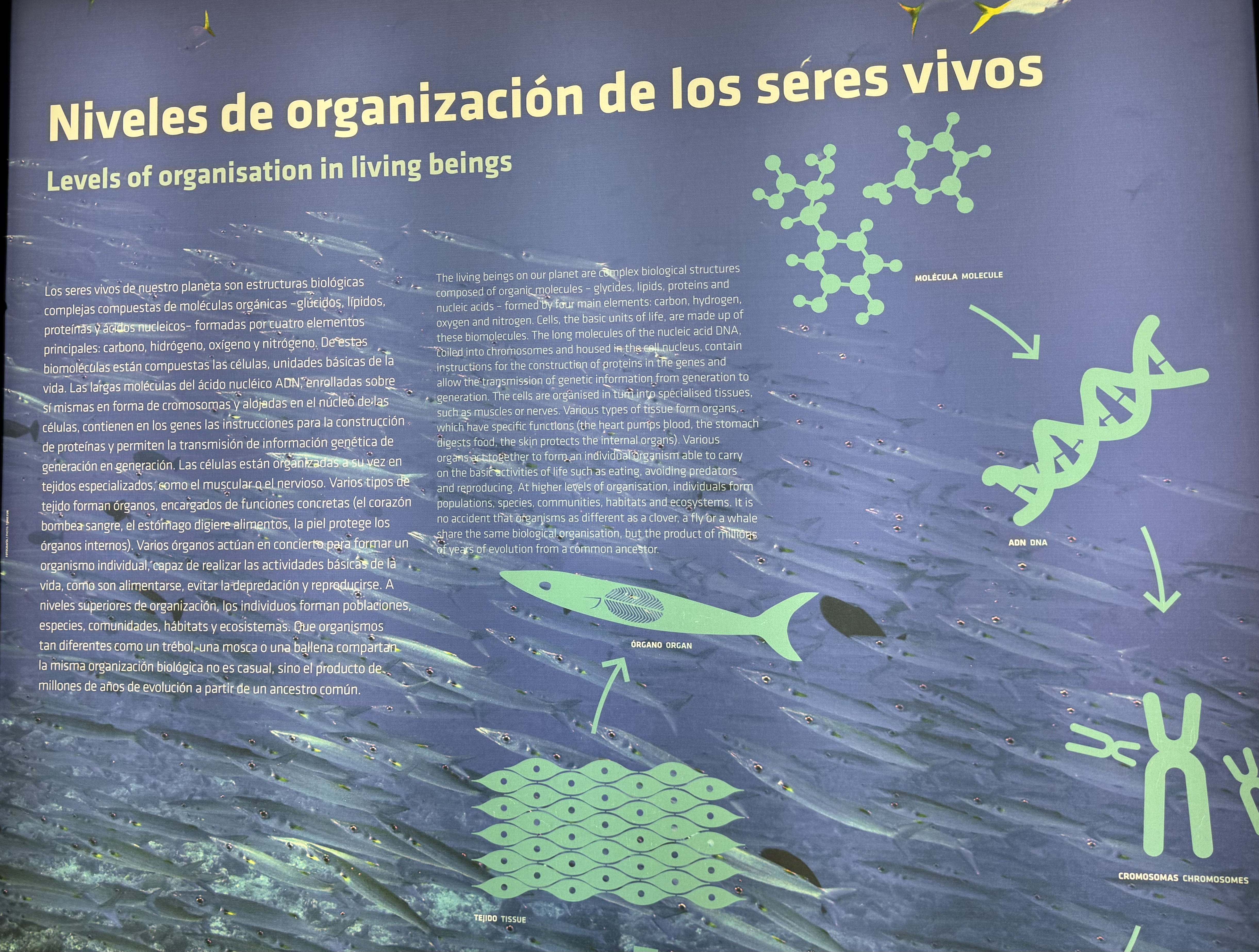 NIVEIS DE ORGANIZACIÓN SERES VIVOS