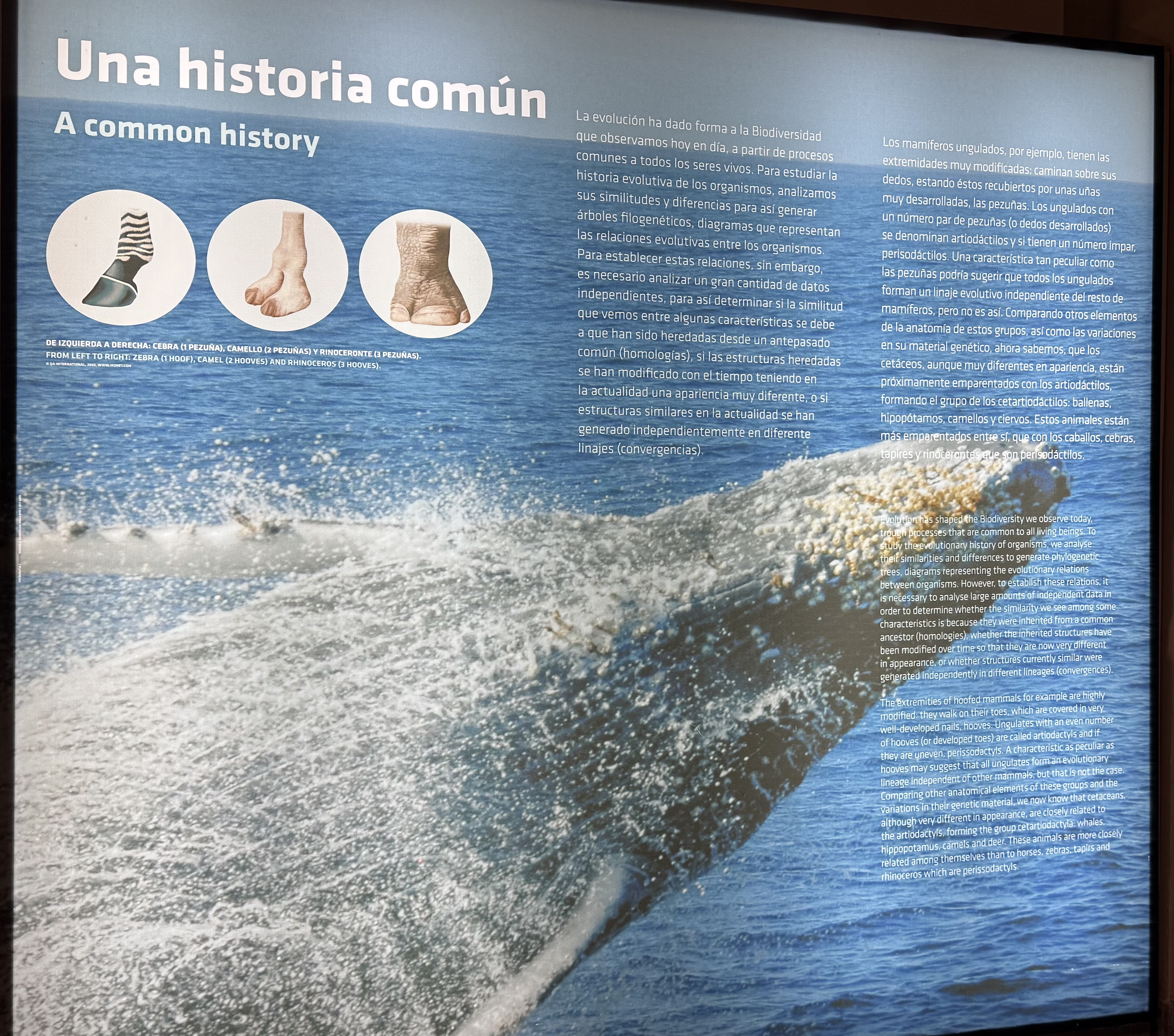 EVOLUCIÓN/BIODIVERSIDADE