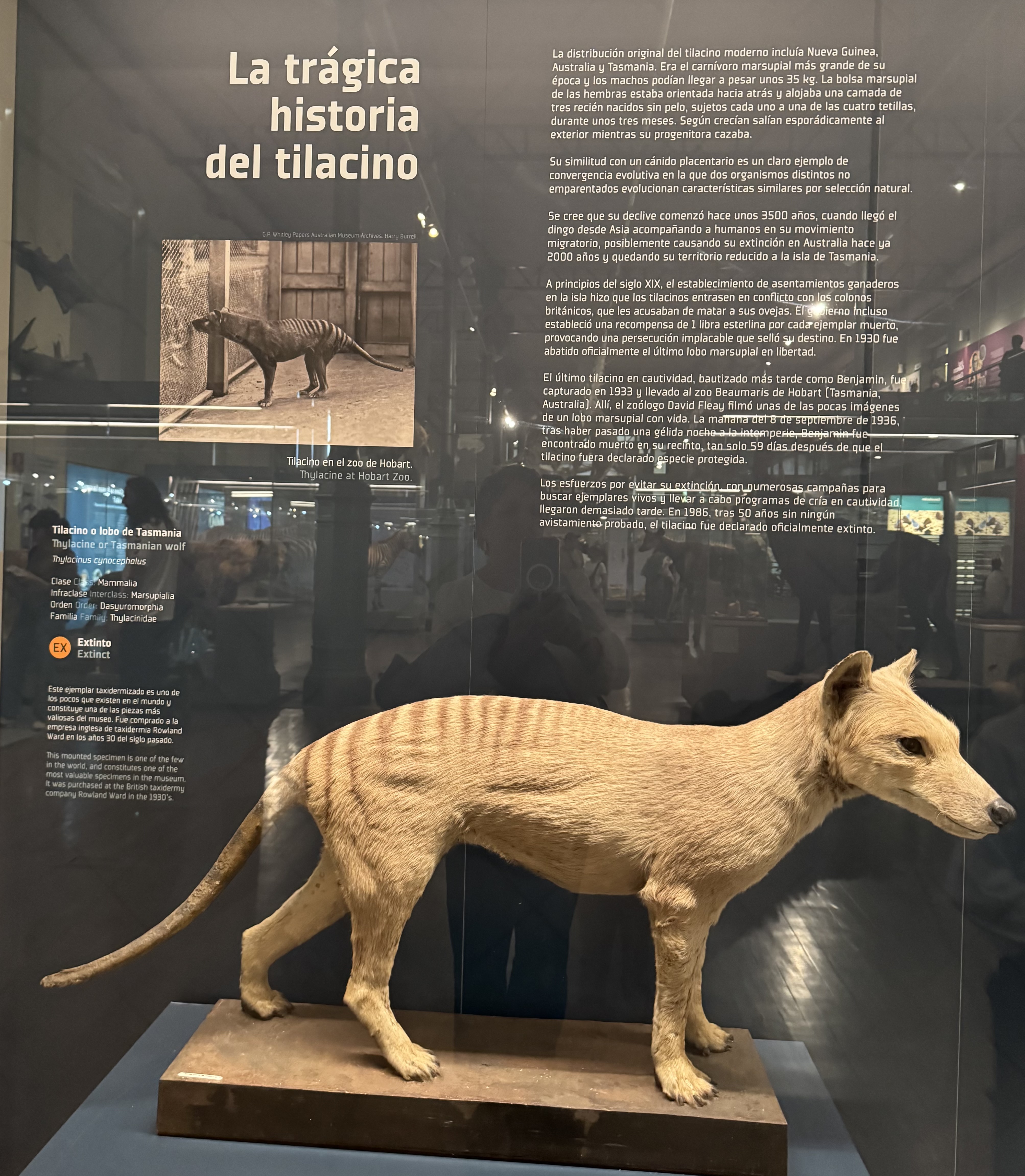 EXTINCIÓNS ACTUALIDADE