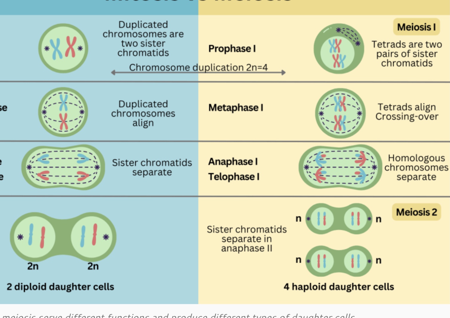 MITOSE VS MEIOSE