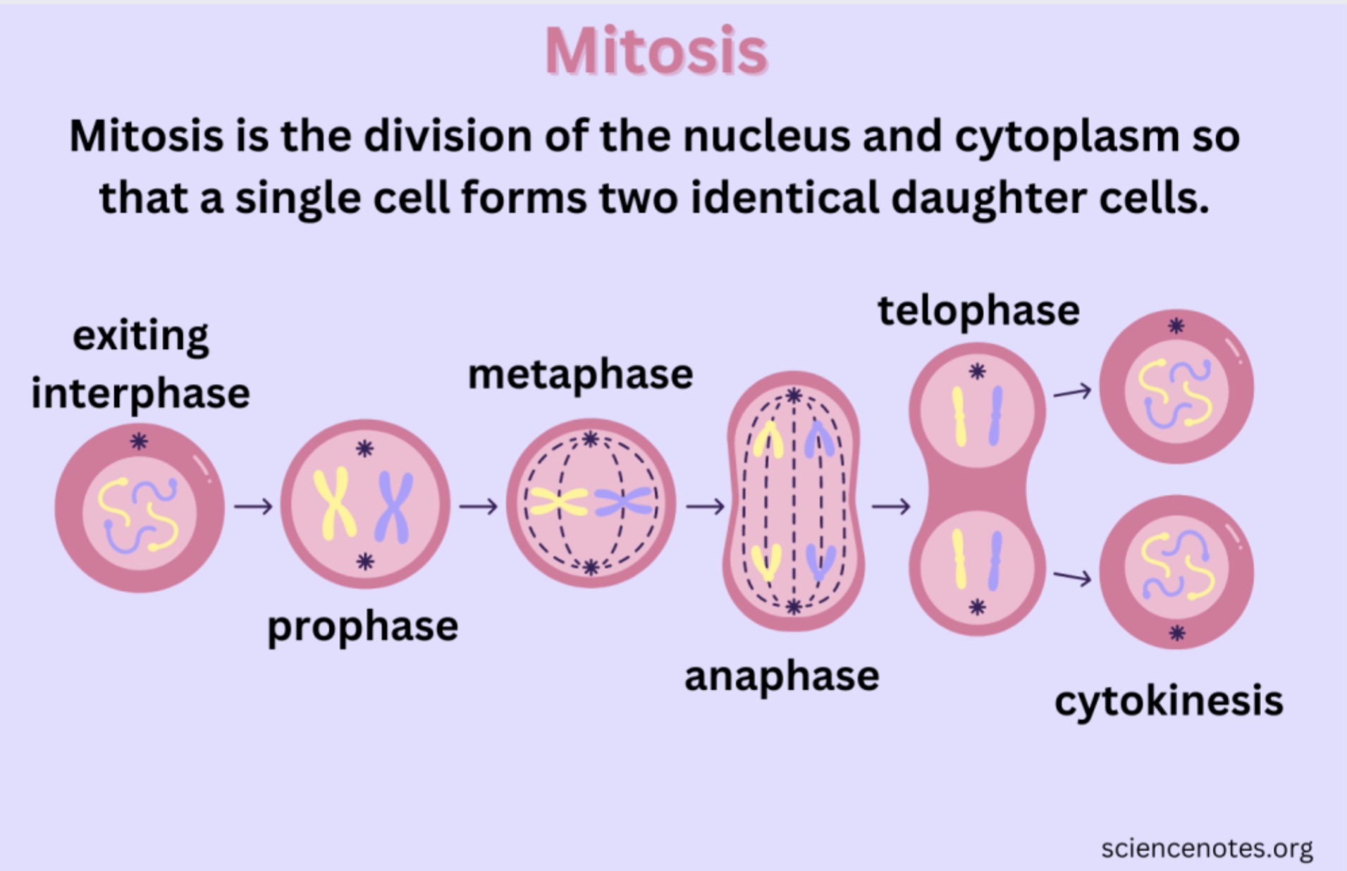Mitosis