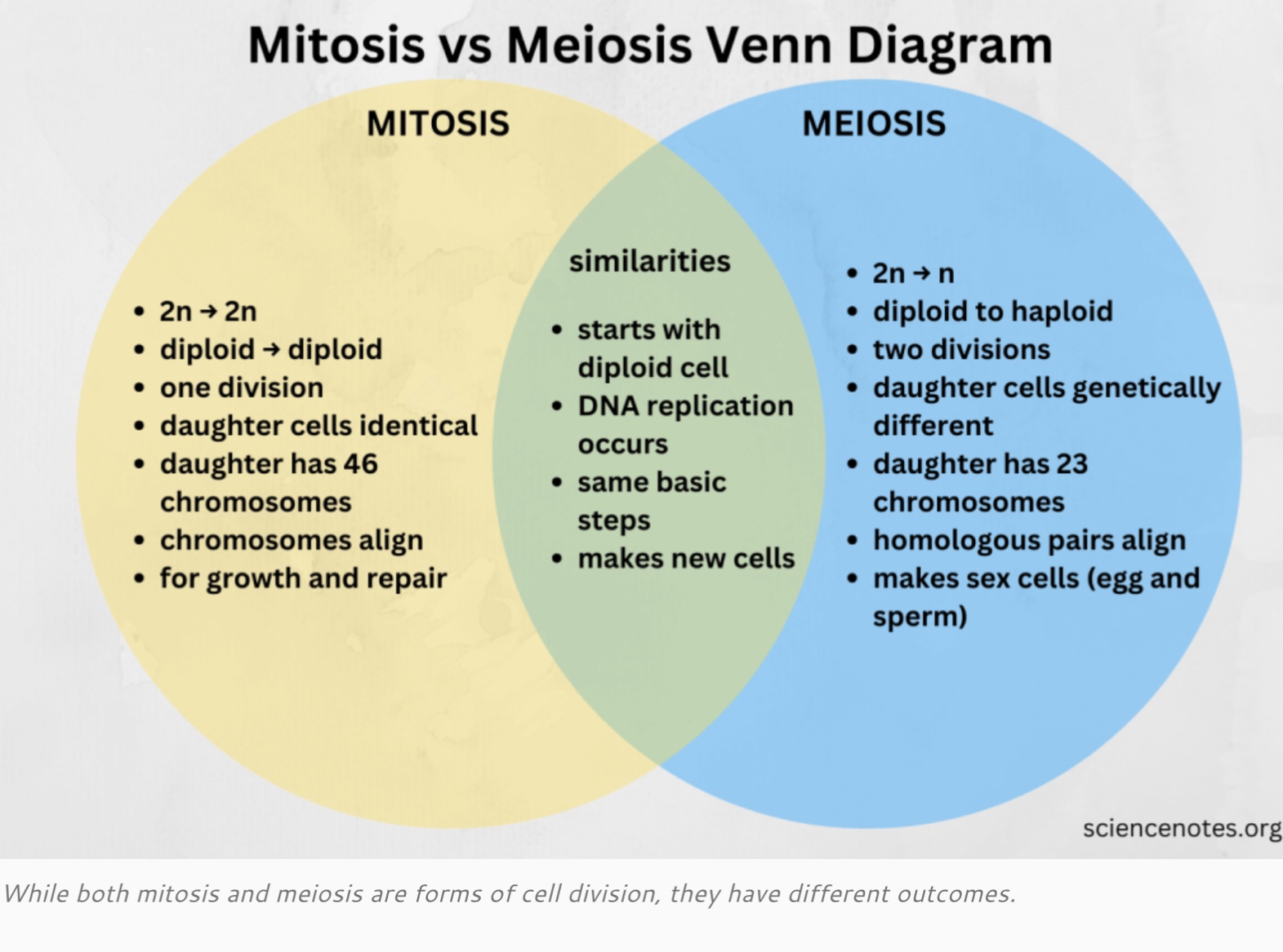 MITOSE VS MEIOSE