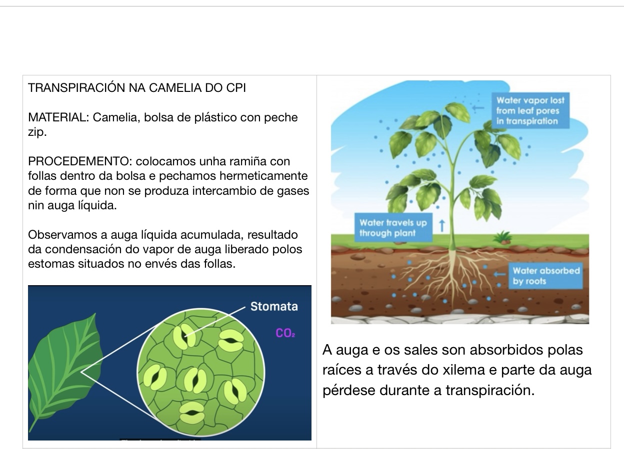 Explicamos o experimento 