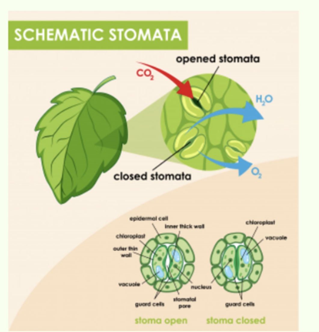Transpiración plantas