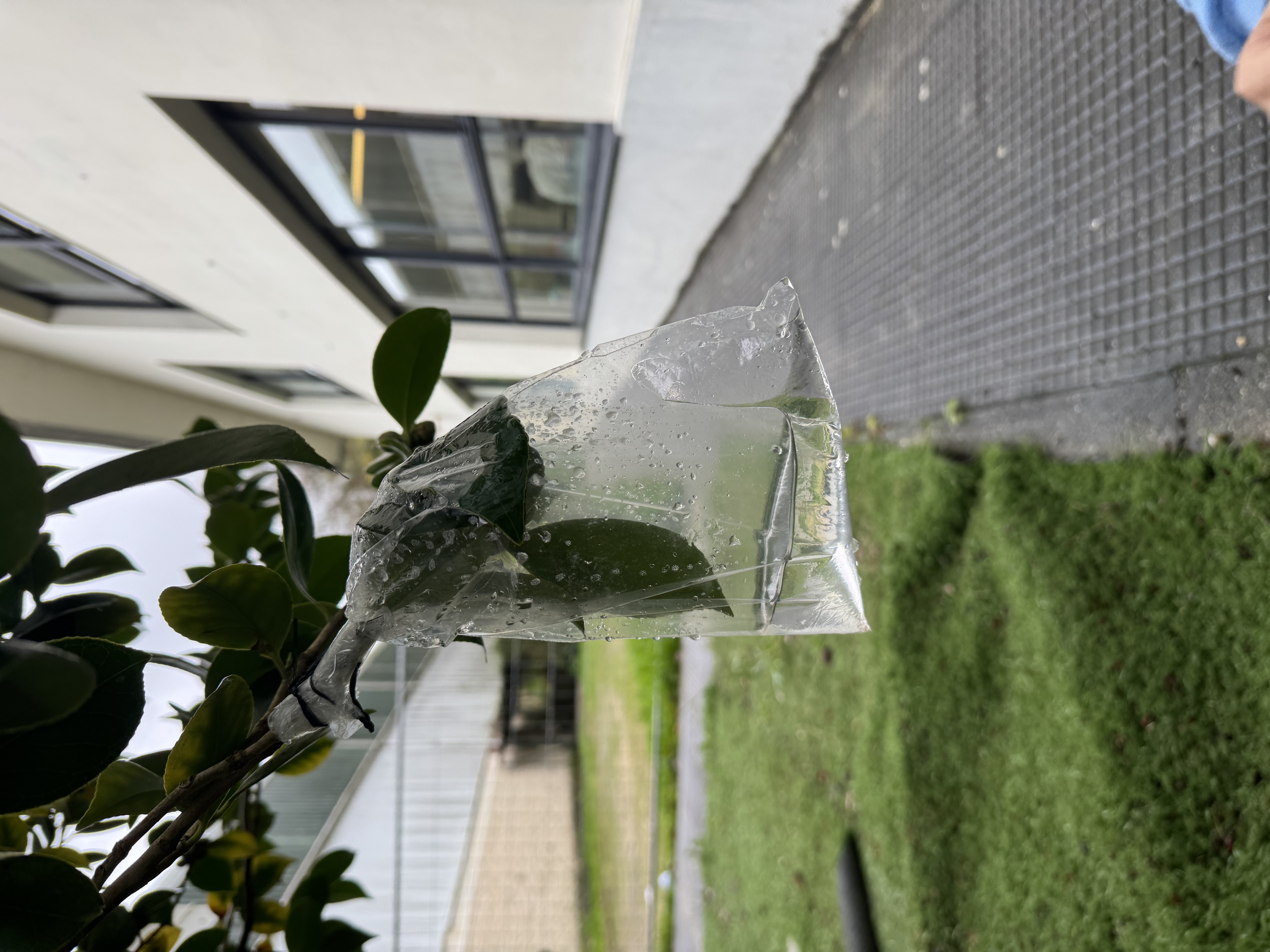 Medimos a transpiración 14 días despois