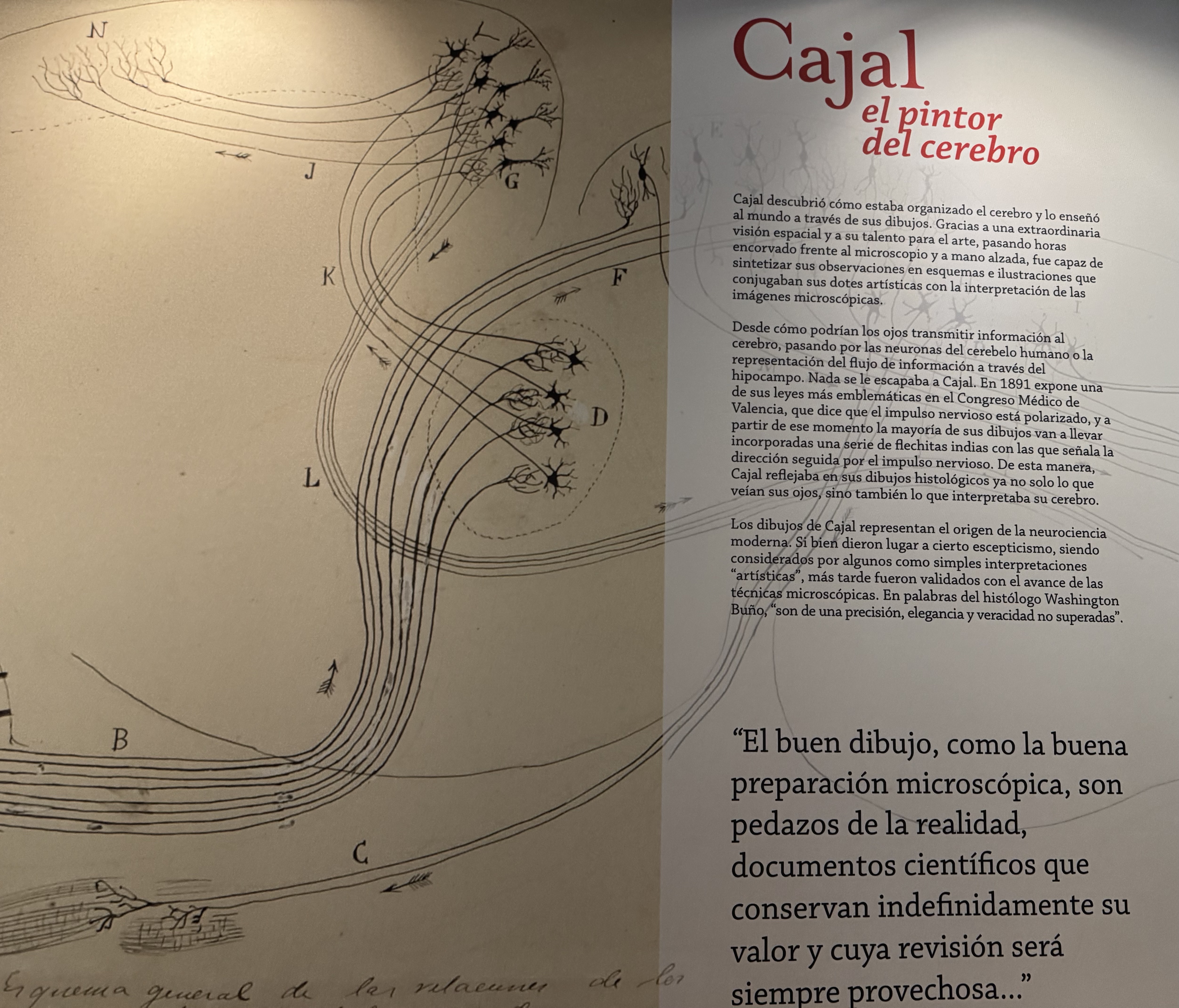 R. S Y CAJAL
