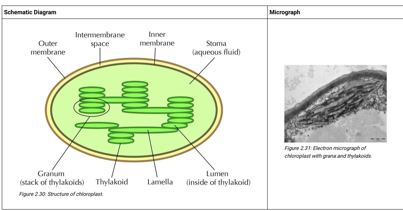 CLOROPLASTO