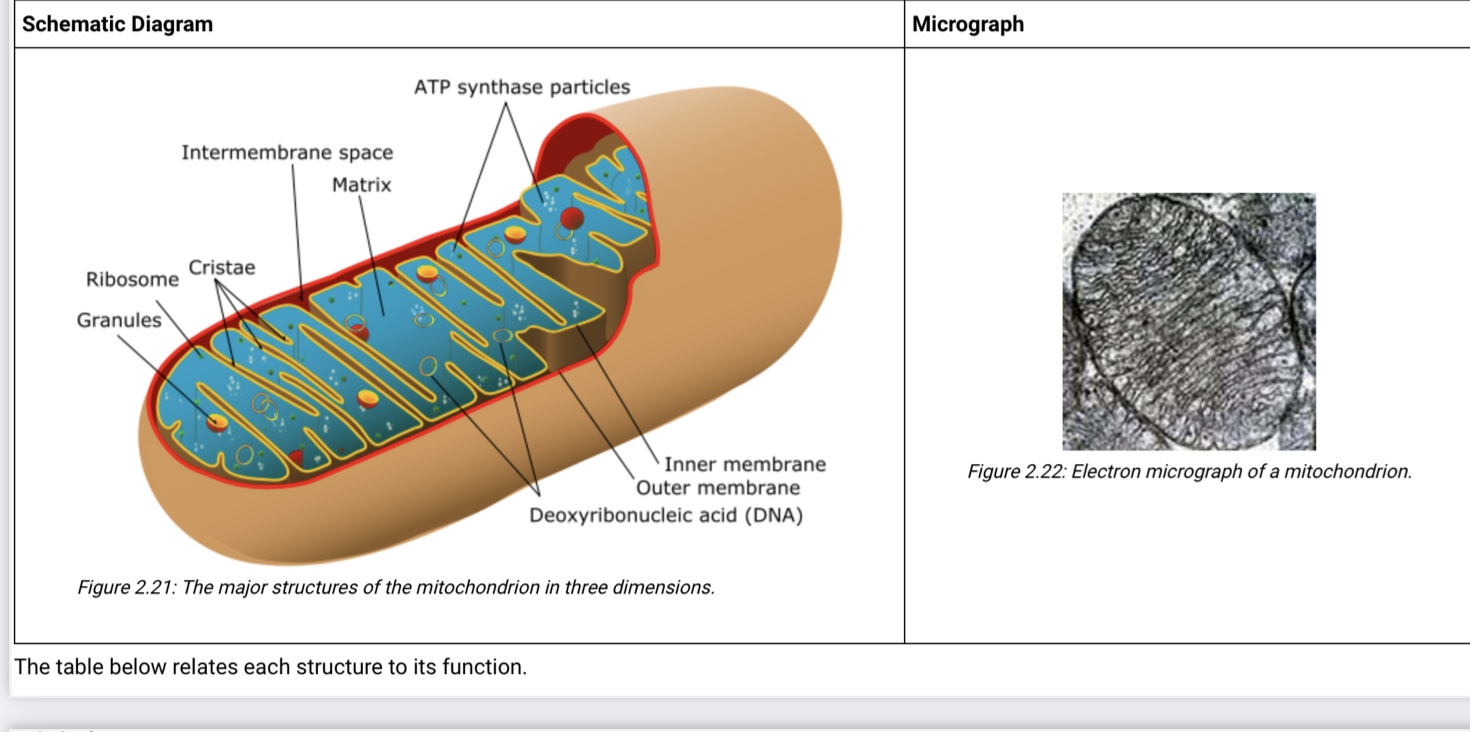 MITOCONDRIA 