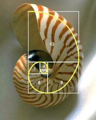 Matemáticas e natureza. Número áureo.
Palabras chave: número de ouro