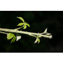 Mostrar la imagen Actividad 2