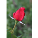 Mostrar la imagen Actividad 5 - primera imagen