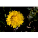 Mostrar la imagen Selecciones complejas