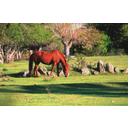 Mostrar la imagen Caballo