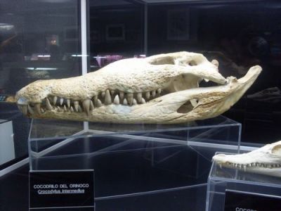 Viaxe_Cabarceno_(50).JPG
