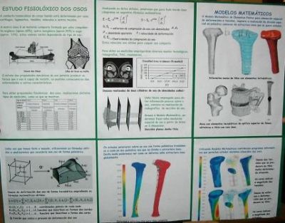 Estudio fisiolóxico dos ósos

