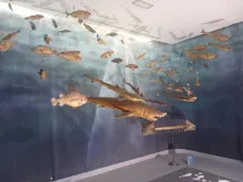Sala biodiversidade mariña