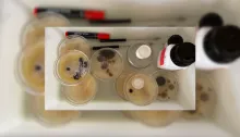 placas de petri