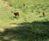 As cabras na herba de Begoña
