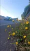As flores na cuneta de Lois