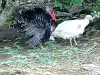 Parella de pavos de Rubén