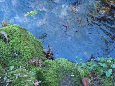 Curso do Río Té entre perto do Muiño de Francuin
