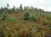 DSC01866.JPG