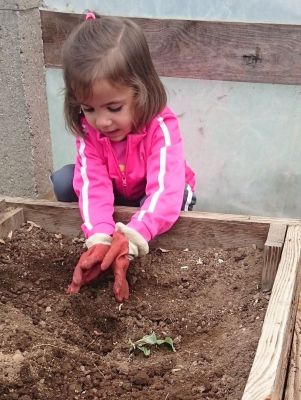 Alba_plantando_coliflor_opt.jpg