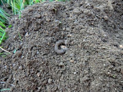 Leiro_Plantando_Figueira_(10).JPG