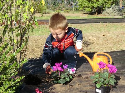 Sisán_plantando_ciclamen_(29).JPG