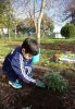 Juán_plantando_salvia.JPG