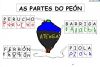 Partes_do_peon_Ribadumia_3_(7).jpg