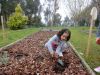 Sisán_planta_leitugas_(3).JPG