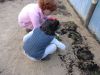 Sisan_plantando_espinacas_no_invernadoiro_(20).JPG