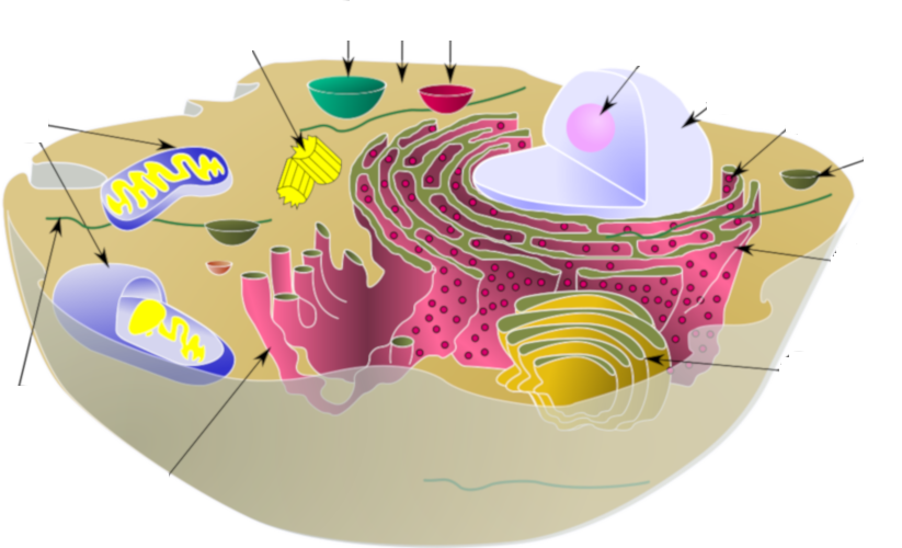 celula